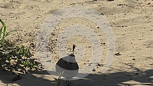 SAN CARLOS BCS MEXICO-2022: The Bird Searching And Eating The Food In Sand