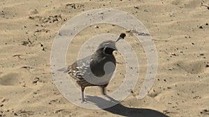 SAN CARLOS BCS MEXICO-2022: A Bird Searching For The Food