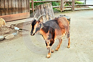 San Clemente Goat At Bergen County Zoo