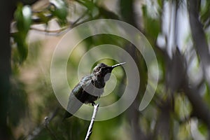 San Diego Birdlife Series - Hummingbird