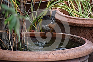 San Diego Birdlife Series - Spotted Towhee