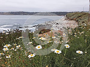 San diego california seal beach cloudy landscape Seabirds rocks wildflowers