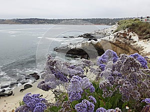 San diego california seal beach cloudy landscape Seabirds and wildflowers on the cliff