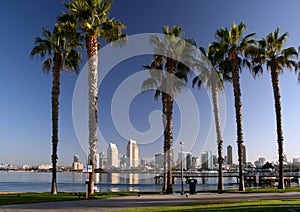 San Diego and Coronado Palm Trees