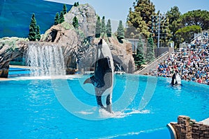 Killer whales shows in the famous SeaWorld