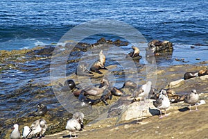 San diego LA Jolla beach