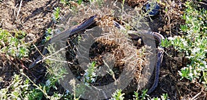 San Diego Night Snake in the Grass and Driveway in San Diego California