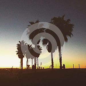 San Diego Palms at Sunset