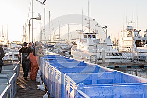 SAN DIEGO, USA - NOVEMBER 17, 2015 - fishing boat unloading tuna at sunrise