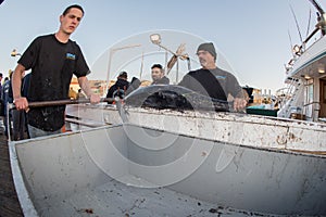 SAN DIEGO, USA - NOVEMBER 17, 2015 - fishing boat unloading tuna at sunrise