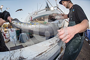 SAN DIEGO, USA - NOVEMBER 17, 2015 - fishing boat unloading tuna at sunrise
