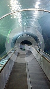 San Francisco aquarium glass tunnel