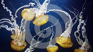 San Francisco aquarium jellyfish tank