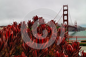 San Francisco Bay, flowers, and famous Golden Gate Bridge