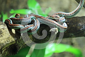 San Francisco garter snake