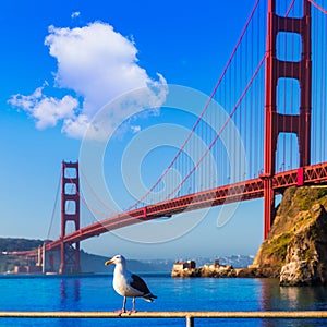 San Francisco Golden Gate Bridge seagull California