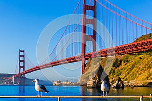 San Francisco Golden Gate Bridge seagull California