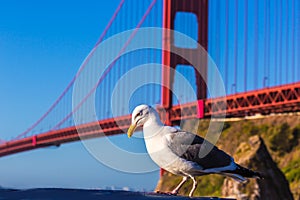 San Francisco Golden Gate Bridge seagull California