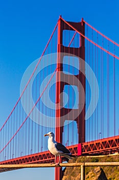 San Francisco Golden Gate Bridge seagull California