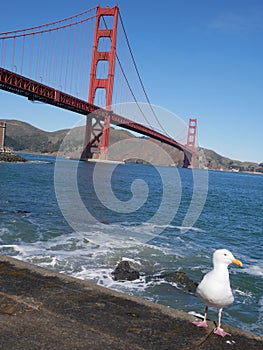 San Francisco - Golden Gate Bridge and a white seagull in blue sky day