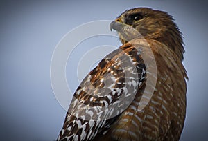 San Francisco Golden gate Park Hawk Lurking photo