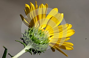 San Francisco Gumweed, Grindelia stricta var. platyphylla,