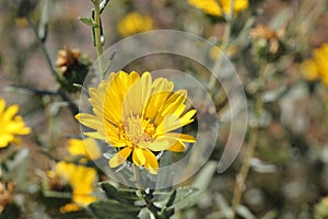 San Francisco Gumweed, Grindelia stricta var. platyphylla,