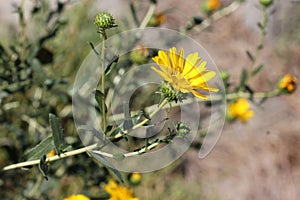 San Francisco Gumweed, Grindelia stricta var. platyphylla,