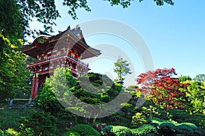 San Francisco, Japanese Tea Garden, Tea House, foliage, tree, maple, Golden Gate Park, green, nature, California, United States