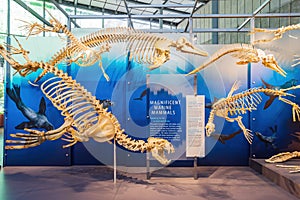 Interior view of the California Academy of Sciences