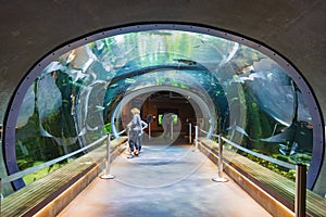 Interior view of the California Academy of Sciences