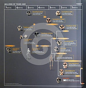 Human evolution family tree chart
