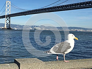 San Francisco-Oakland Bay Bridge 7