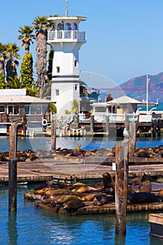 San Francisco Pier 39 lighthouse and seals California