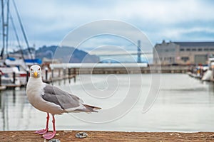 San Francisco Seagull