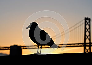 San Francisco Seagull & Bridge