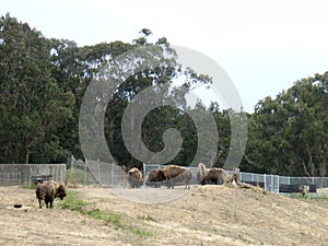 San Francisco Six famous buffalo graze in a grassy field