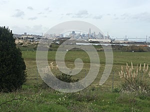 The San Francisco skyline forever growing, like the wild foxtail.