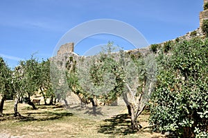 San Gimignano olive tree and wall