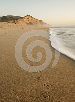 San Gregorio Beach with Bird Tracks