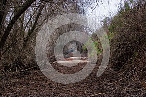 San Joaquin River National Park walkway with tree branches