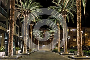 San Jose Palms photo