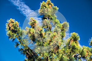 San Jose Pine tree on Mount Hamilton