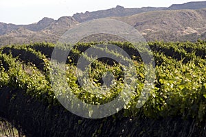 san juan argentina vineyards with bunches of grapes ready for harvest for the wine industry