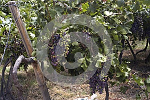 san juan argentina vineyards with bunches of grapes ready for harvest for the wine industry may 2017