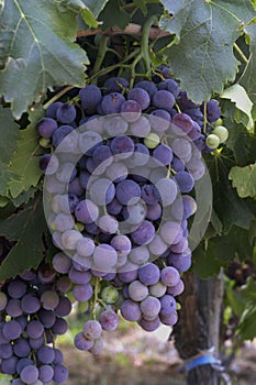 san juan argentina vineyards with bunches of grapes ready for harvest for the wine industry may 2017