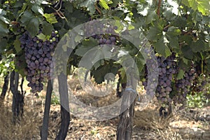 san juan argentina vineyards with bunches of grapes ready for harvest for the wine industry may 2017