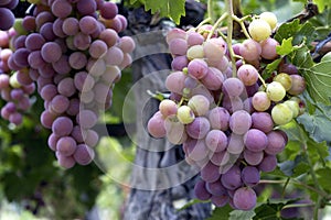 san juan argentina vineyards with bunches of grapes ready for harvest for the wine industry may 2017