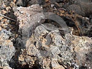 San Lava Lizard, Microlophus bivittatus, is heated on stone, of Isabela Island, Galapagos, Ecuador