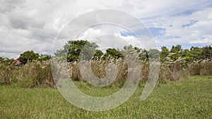 San leonardo nueva ecija green fields